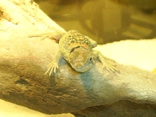 Irwin 2