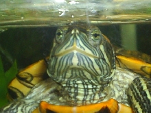 happy turtle