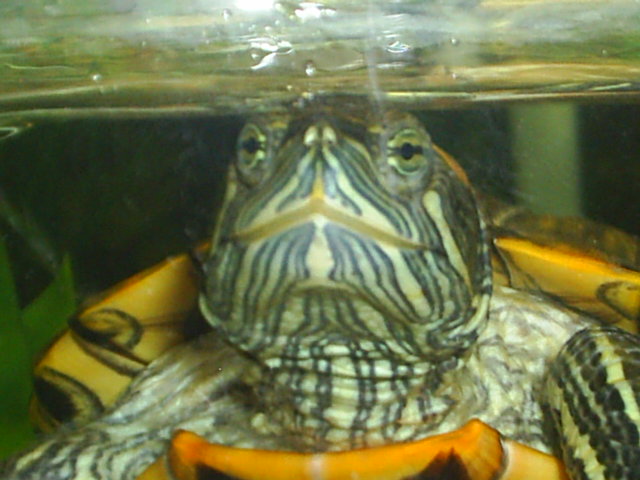 happy turtle