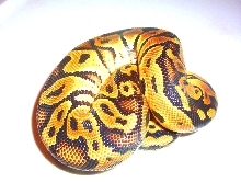 rupple pastel