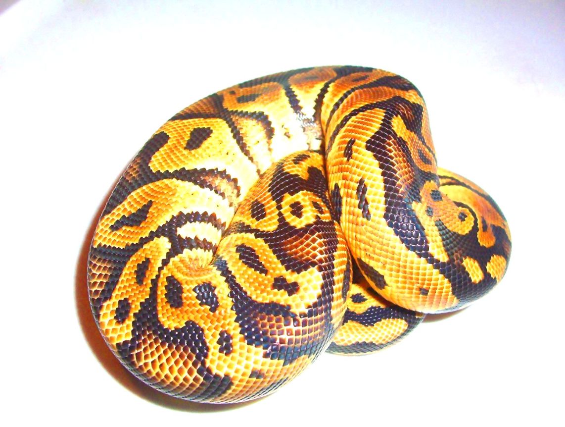 rupple pastel