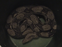 Redtail Boa