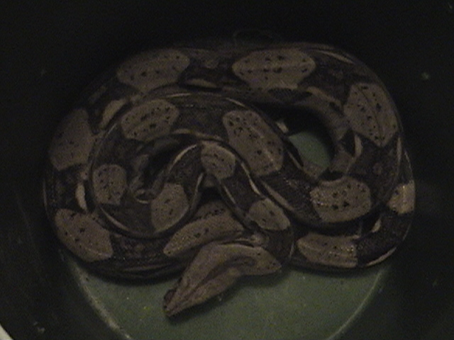Redtail Boa