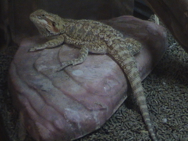 Male Citris Bearded Dragon