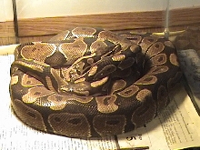 Ball pythons
