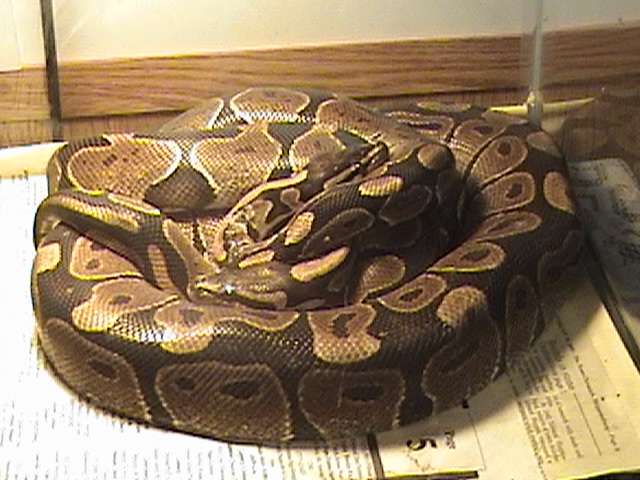 Ball pythons