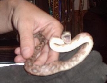 My baby gophersnake