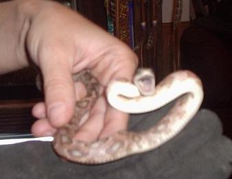 My baby gophersnake