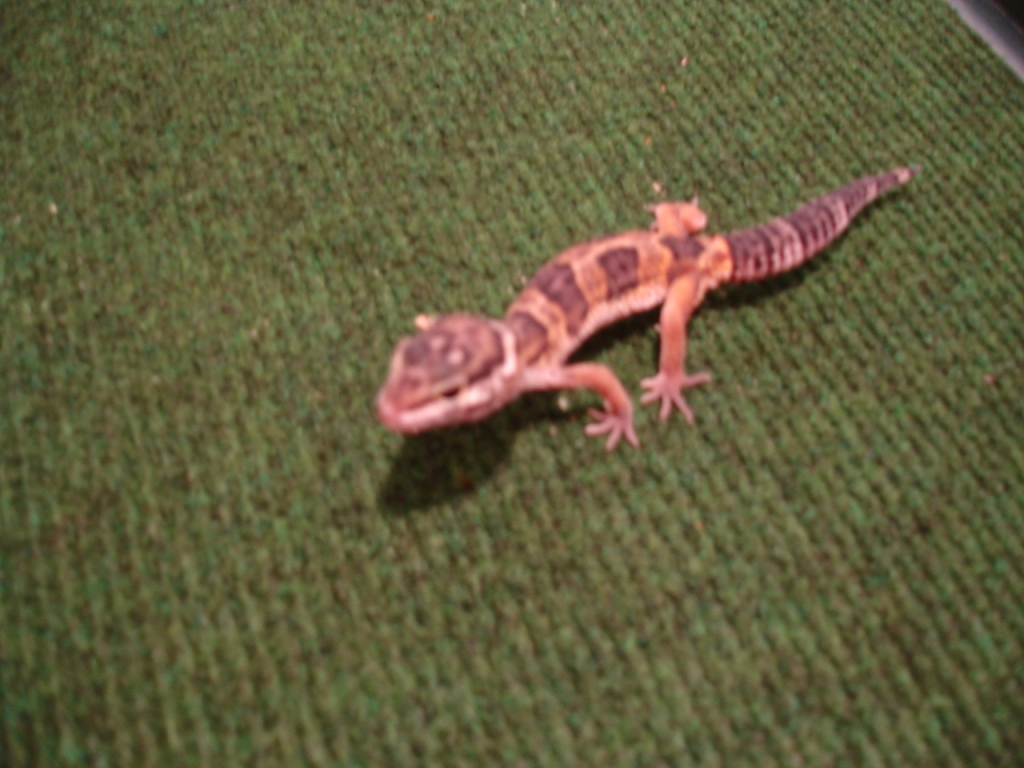 spaz
