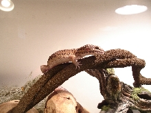 Wrex