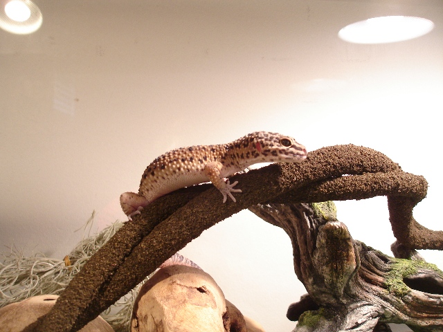 Wrex