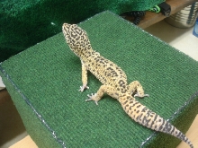 wrex at 60grams