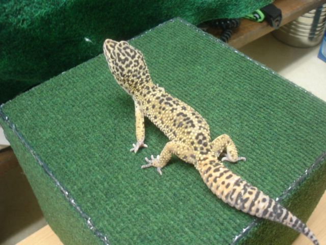 wrex at 60grams
