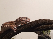 Wrex