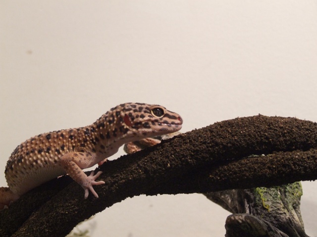 Wrex