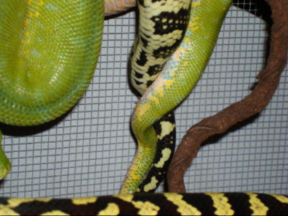 GTP and Carpet mating