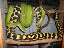 Green Tree Python and Jungle Carpet Python Mating