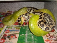 Green Tree Python and Jaguar Carpet Python Mating