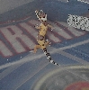 Sleepy the Gecko