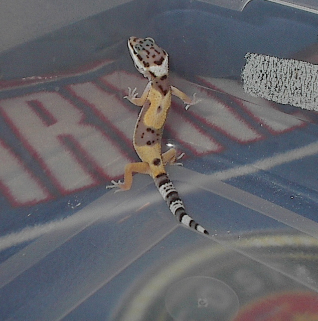Sleepy the Gecko