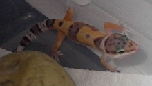 Sleepy the Gecko 2