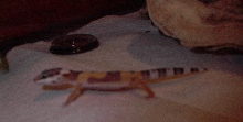 Sleepy the Gecko 3