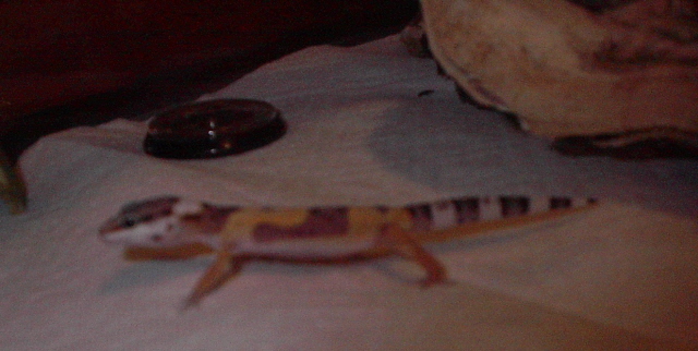 Sleepy the Gecko 3