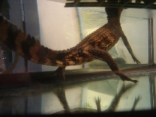 tail view