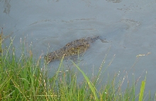 Croc Encounter 1