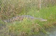Croc Encounter 2
