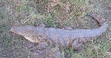 Croc Encounter 3