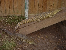 Croc Encounter 4