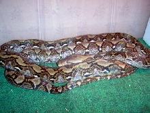 1.0 Dbl. Het Reticulated Python