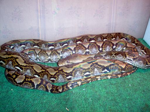 1.0 Dbl. Het Reticulated Python