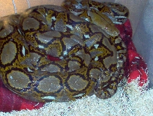 0.1 Yellowhead Retic
