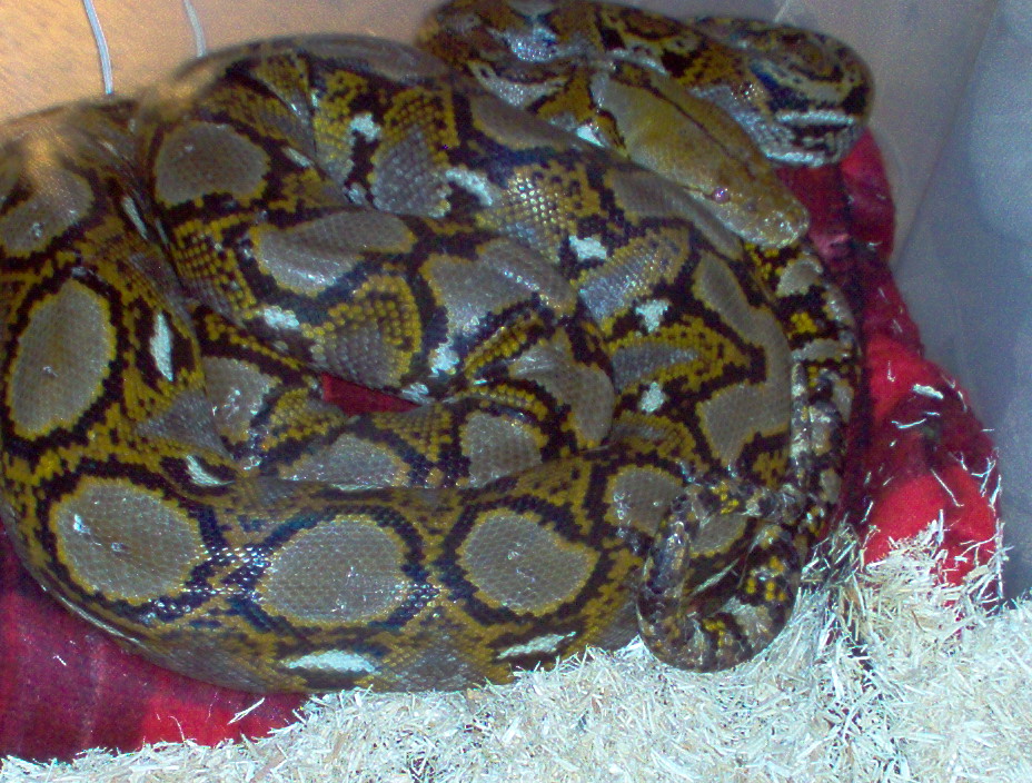 0.1 Yellowhead Retic
