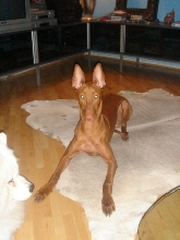 Shadrach at home, February 2007