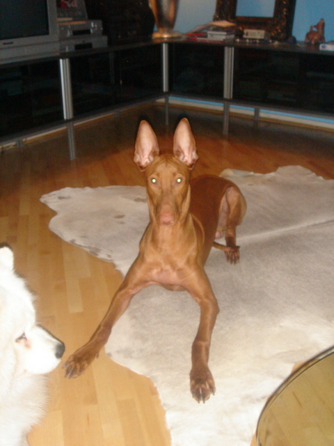 Shadrach at home, February 2007