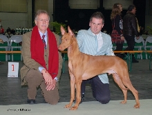 Shadrach - the Best Pharaoh Hound on European Sight Hound Show in Belgium