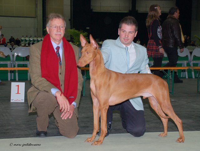 Shadrach - the Best Pharaoh Hound on European Sight Hound Show in Belgium