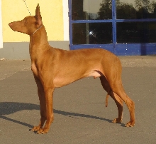 Faouziah's Excellentia Shadrach, end of April 2007
