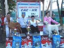 Shadrach won Junior Best in Show and Reserve Best in Show in Croatia