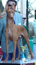 Shadrach won Junior Best in Show and Reserve Best in Show in Croatia