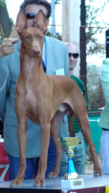 Shadrach won Junior Best in Show and Reserve Best in Show in Croatia