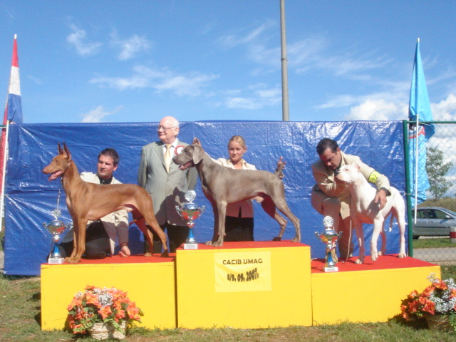 Another Reserve Best in Show for Shadrach with only 16 months of age
