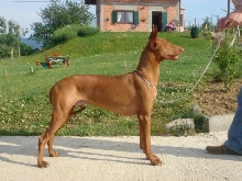 Faouziah's Excellentia Shadrach, May 2007