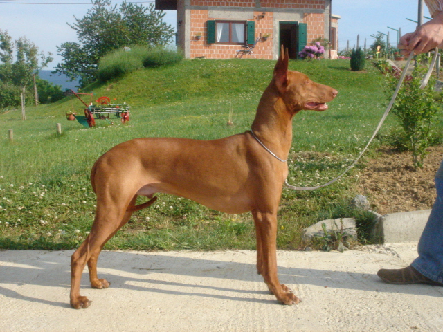 Faouziah's Excellentia Shadrach, May 2007