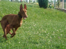 Faouziah's Excellentia Shadrach, May 2007