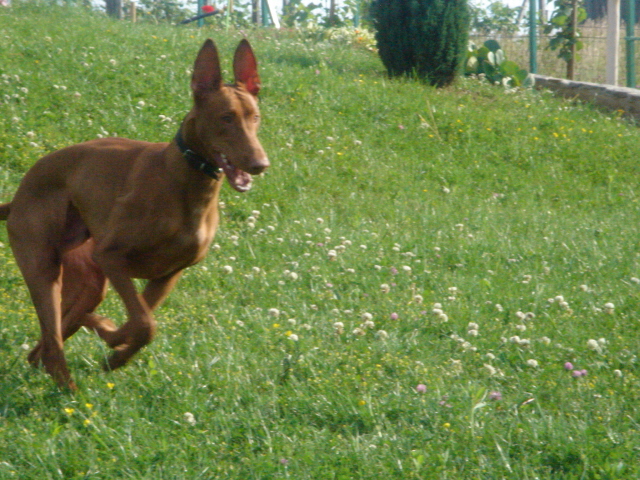 Faouziah's Excellentia Shadrach, May 2007