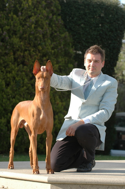 Ch Faouziah's Excellentia Shadrach, November 2007